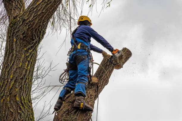 The Steps Involved in Our Tree Care Process in Cloverdale, CA